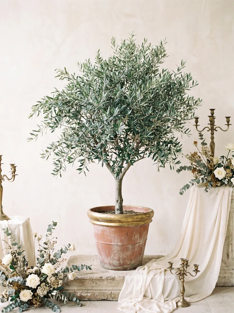 Olive Trees